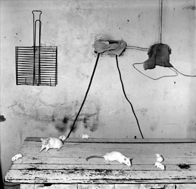 rats-on-kitchen-table