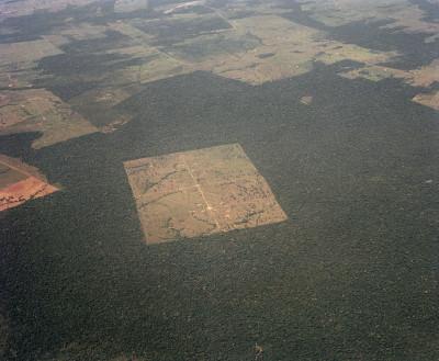 deforestation-illegale