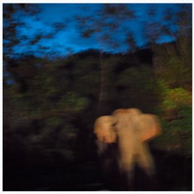 night-elephant