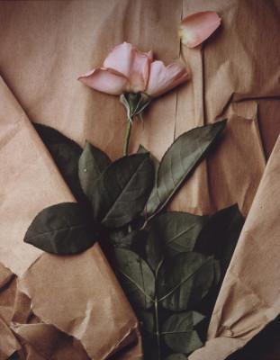rose-and-torn-paper